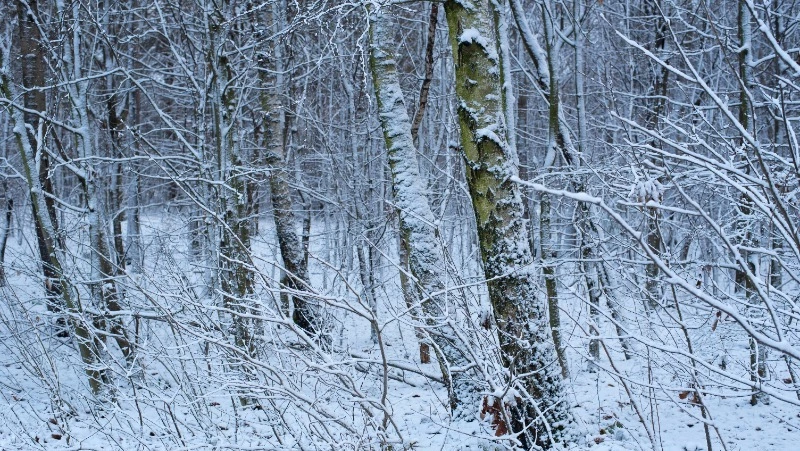 Прогноз погоды в Сахалинской области на 30 января