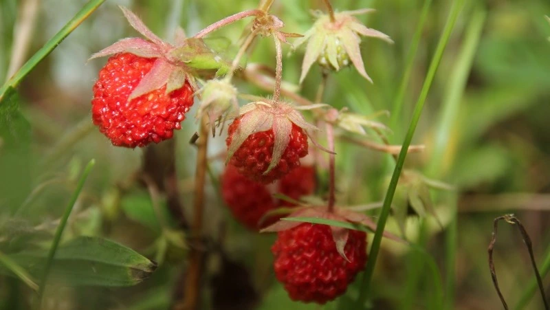 Народный и церковный праздник 22 июня 2024 — что нельзя делать в этот день