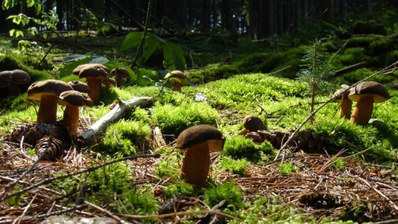 Народный и церковный праздник 27 июля 2024 — что нельзя делать в этот день