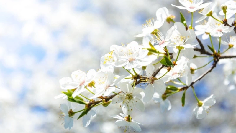 Народные приметы на 4 мая — что нельзя делать в этот день