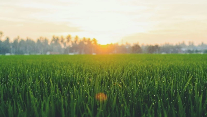 Народный и церковный праздник 14 июля 2024 — что нельзя делать в этот день