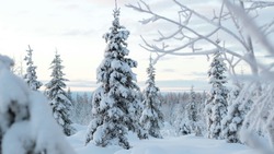 Небольшой снег и мороз: прогноз погоды в Сахалинской области на 23 февраля
