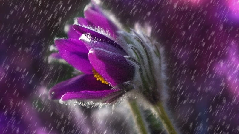 Небольшой дождь и порывистый ветер — прогноз погоды в Сахалинской области на 25 июля