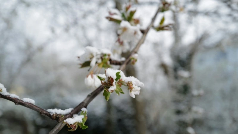 Потепление и ветер ожидаются на Сахалине 26 марта