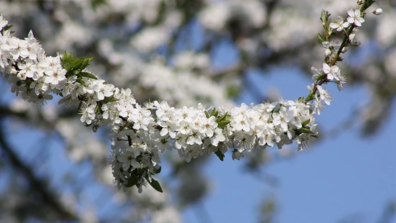 Народный и церковный праздник 4 марта — что нельзя делать в этот день