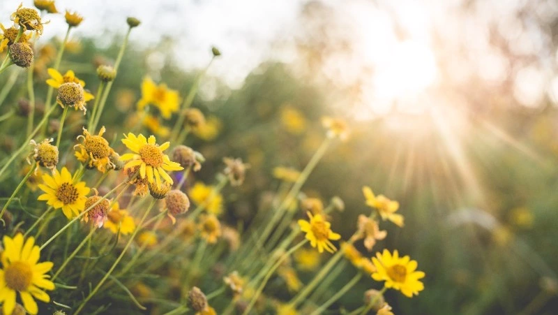 Жаркая и солнечная погода ожидается в Сахалинской области 7 августа