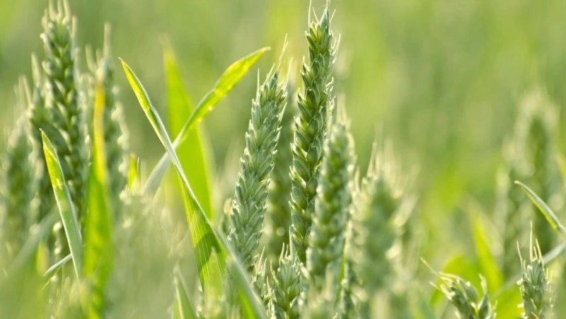 Народный и церковный праздник 26 июля 2024 — что нельзя делать в этот день