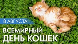 Всемирный день кошек в 2024 году: картинки с поздравлениями