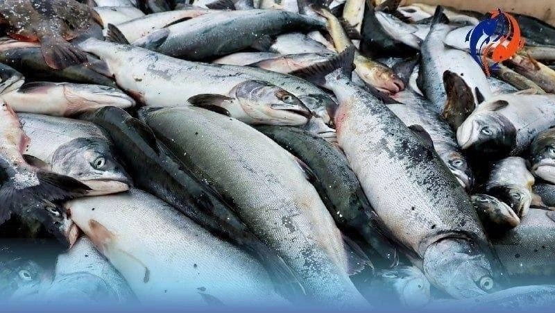 Забота на деле: свежая рыба по доступным ценам для жителей Смирныховского района  