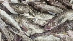 В Смирныховском муниципальном округе подвели итоги за 1 квартал реализации проекта «Доступная рыба»