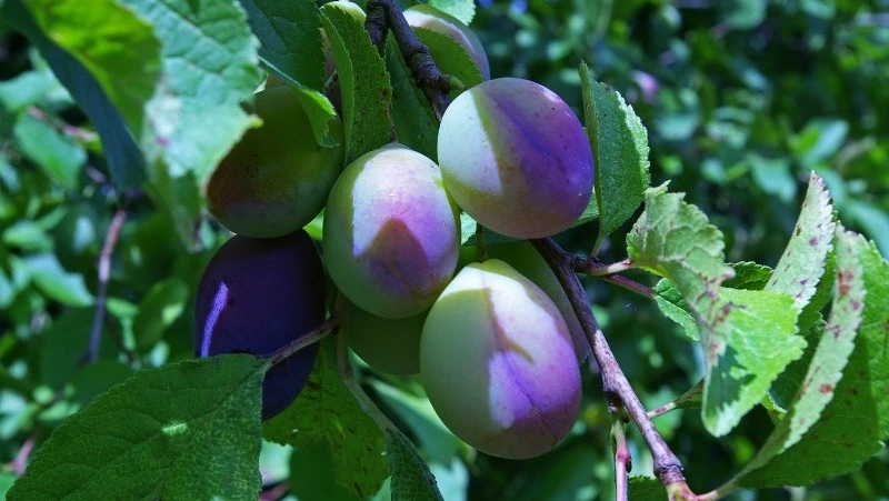 Народные приметы на 2 июня — что нельзя делать в этот день