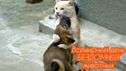 С Всемирным днем бездомных животных 2024: открытки и картинки к празднику