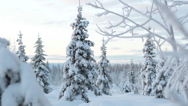 Небольшой снег и мороз: прогноз погоды в Сахалинской области на 23 февраля