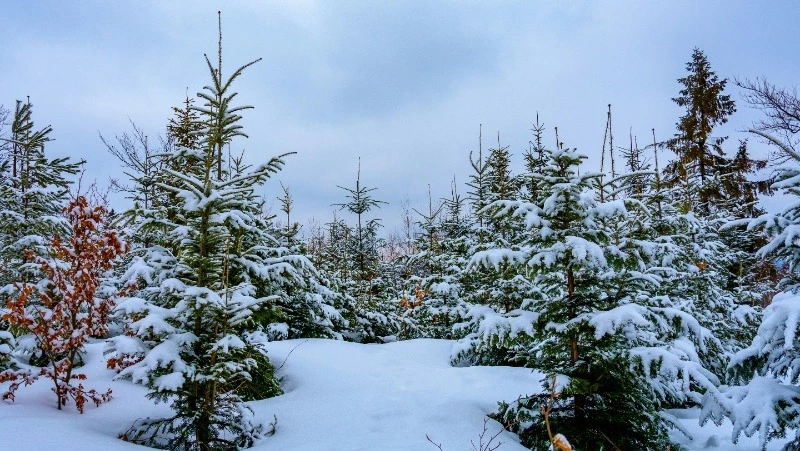 Церковный праздник 20 февраля 2024: что нельзя делать в этот день