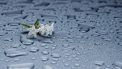Умеренный дождь и порывистый ветер ожидаются на Сахалине 24 июля