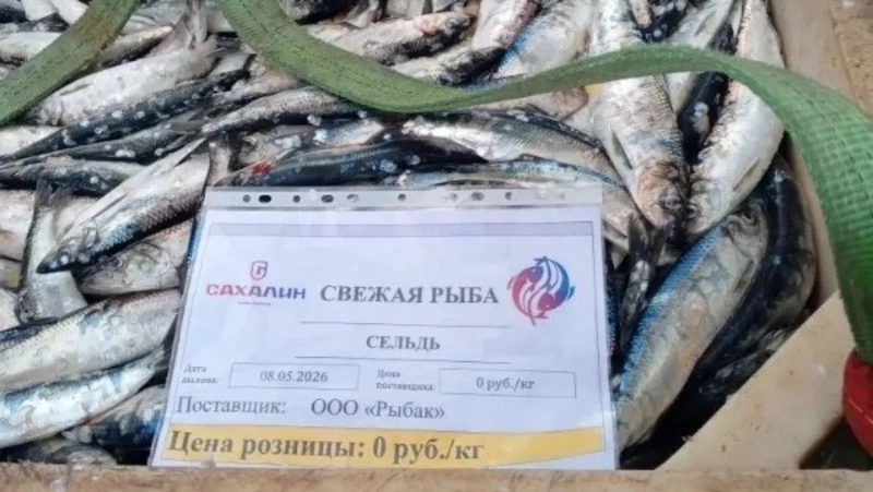 Проект «Доступная рыба»: 5 тонн сельди бесплатно для жителей Смирныховского района!