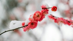 Местами небольшой снег и ветер ожидаются на Сахалине 21 февраля