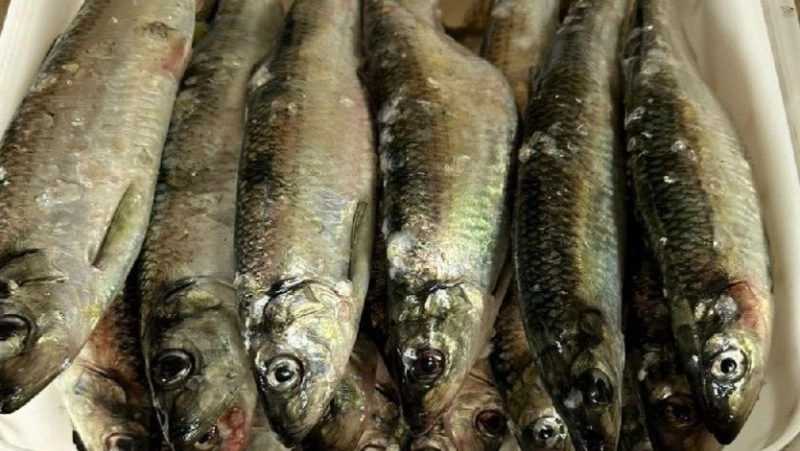 Бесплатная раздача сельди