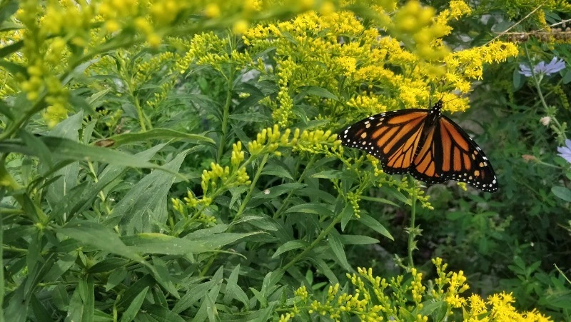 Народный и церковный праздник 21 июля 2024 — что нельзя делать в этот день