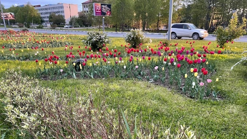 Погода в Сахалинской области на 7 июня: ветер и до +20 градусов