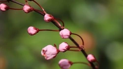 Какую погоду пообещали синоптики на Сахалине и Курилах 23 апреля
