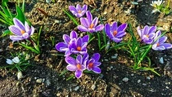 Осадки и умеренный ветер: прогноз погоды на Сахалине и Курилах на 27 апреля