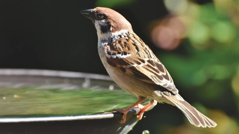 Народный и церковный праздник 18 июня 2024 — что нельзя делать в этот день